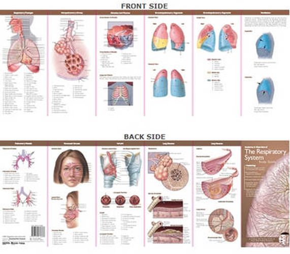 Cover image for Anatomical Chart Company's Illustrated Pocket Anatomy: Anatomy & Disorders of The Respiratory System Study Guide