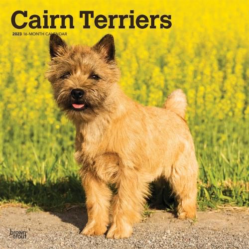 Cover image for Cairn Terriers 2023 Square