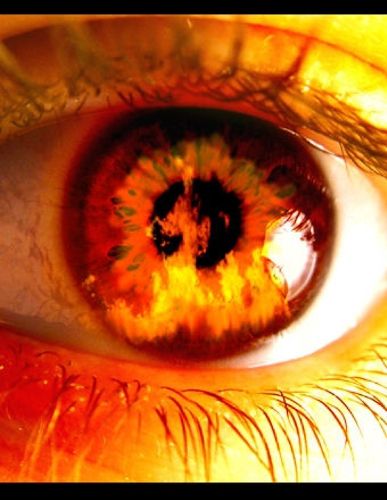 Cover image for Nelson Fire The Flaming Hero