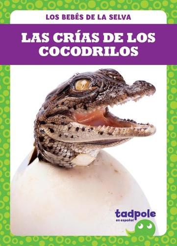 Las Crias de Los Cocodrilos (Crocodile Hatchlings)