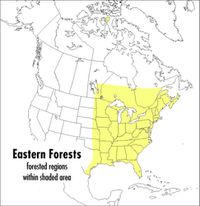 Cover image for A Field Guide to Eastern Forests, North America