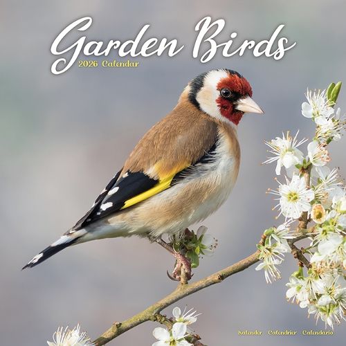 Cover image for Garden Birds Calendar 2026 Square Birds Wall Calendar - 16 Month