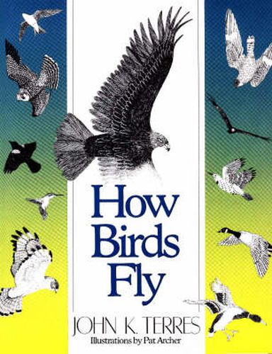 Cover image for How Birds Fly