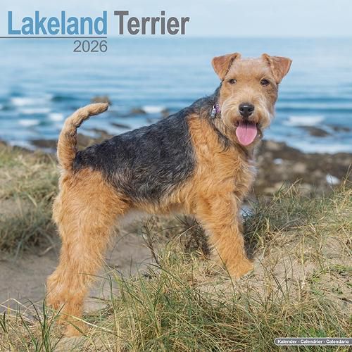 Cover image for Lakeland Terrier Calendar 2026 Square Dog Breed Wall Calendar - 16 Month