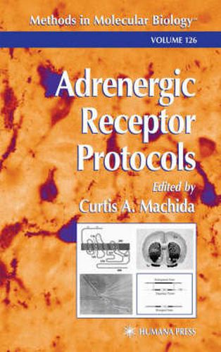 Cover image for Adrenergic Receptor Protocols