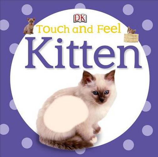 Cover image for Touch and Feel: Kitten