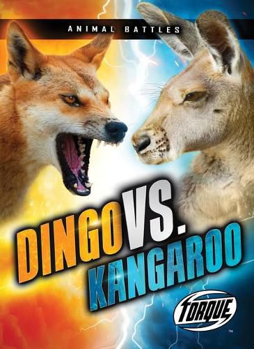 Dingo VS. Kangaroo