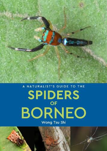 Cover image for A Naturalist's Guide to the Spiders of Borneo