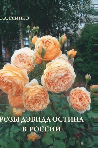 David Austin roses in Russia