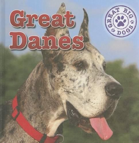 Great Danes