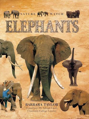 Cover image for Elephants