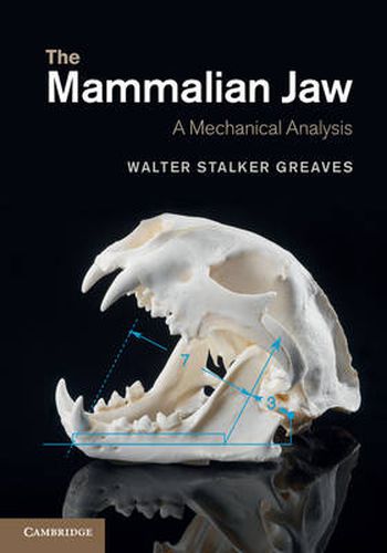 Cover image for The Mammalian Jaw: A Mechanical Analysis