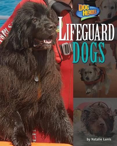 Lifeguard Dogs