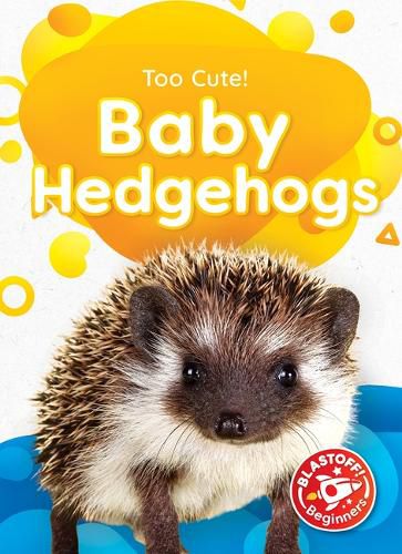 Baby Hedgehogs