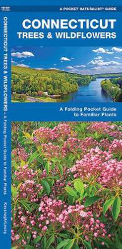 Cover image for Connecticut Trees & Wildflowers: A Folding Pocket Guide to Familiar Plants