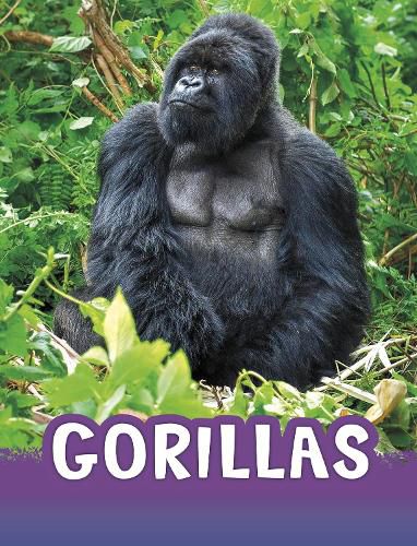 Cover image for Gorillas
