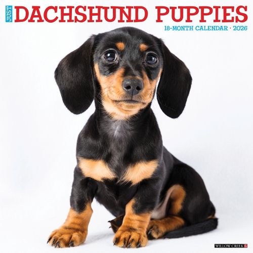 Cover image for Dachshund Puppies 2026 12 X 12 Wall Calendar