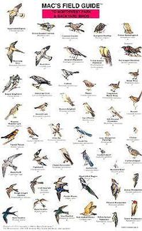 Cover image for Mac's Field Guides: Northwest Park & Backyard Birds
