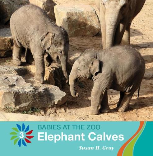 Cover image for Elephant Calves