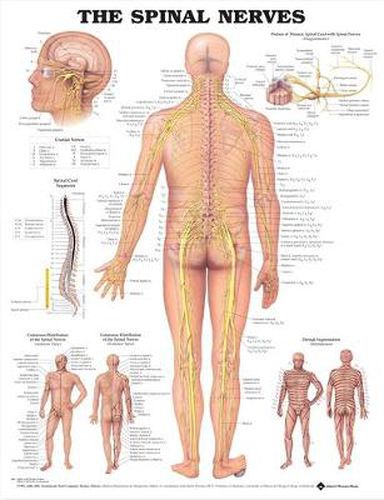 Cover image for The Spinal Nerves Anatomical Chart