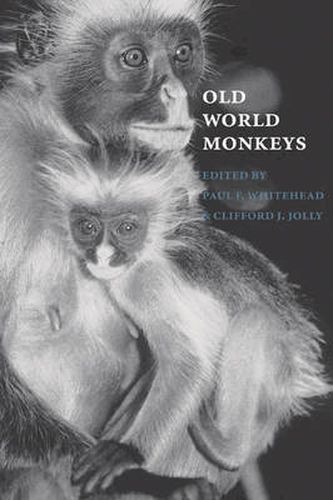 Cover image for Old World Monkeys