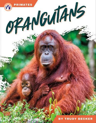 Cover image for Orangutans