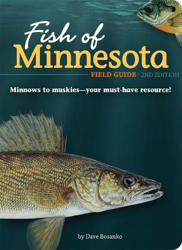 Cover image for Fish of Minnesota Field Guide