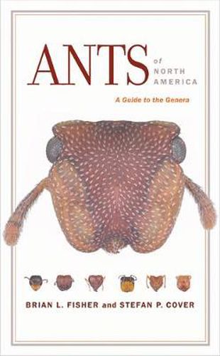 Cover image for Ants of North America: A Guide to the Genera