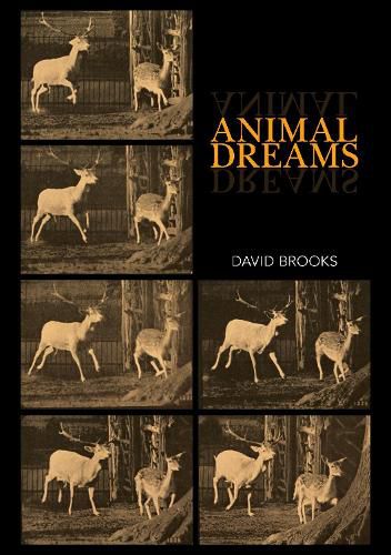 Animal Dreams