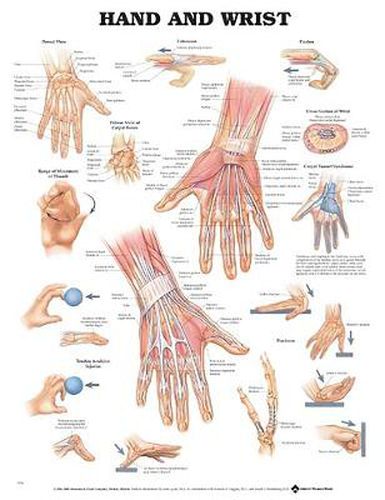 Cover image for Hand and Wrist Anatomical Chart