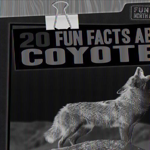 Cover image for 20 Fun Facts about Coyotes