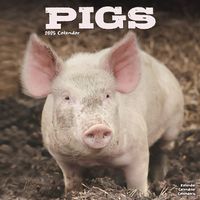 Cover image for Pigs Calendar 2025 Square Farm Animal Wall Calendar - 16 Month