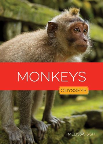 Cover image for Monkeys