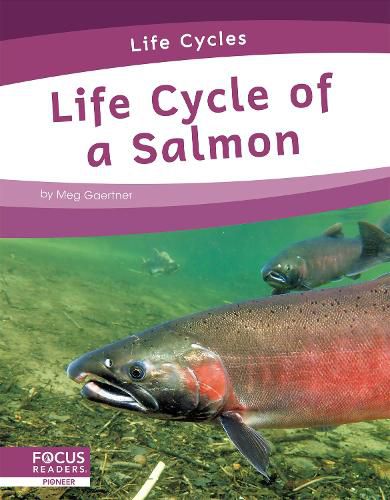 Cover image for Life Cycles: Life Cycle of a Salmon