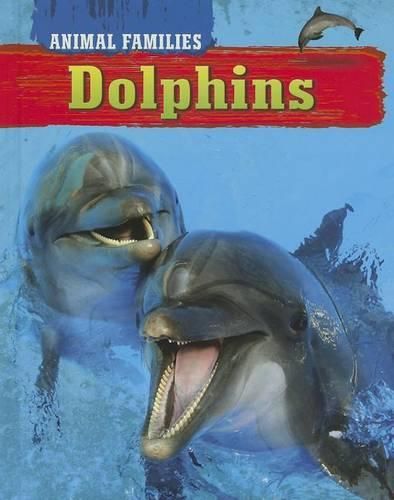 Cover image for Dolphins