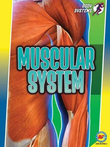 Cover image for Muscular System