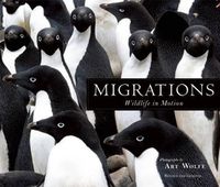 Cover image for Migrations: Wildlife in Motion