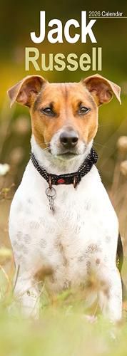 Cover image for Jack Russell Slim Calendar 2026 Dog Breed Slimline Calendar - 12 Month