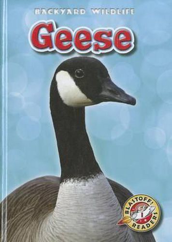 Cover image for Geese