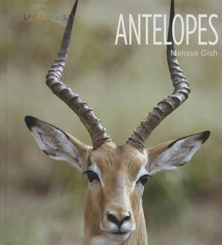 Cover image for Antelopes