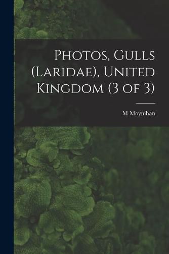 Photos, Gulls (Laridae), United Kingdom (3 of 3)