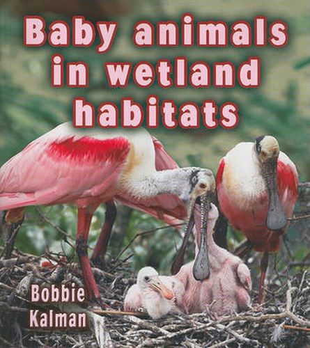 Cover image for Baby Animals in Wetland Habitats