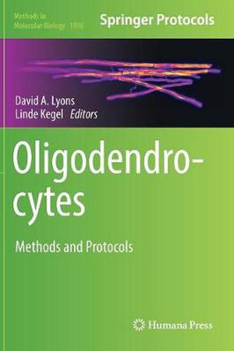 Cover image for Oligodendrocytes: Methods and Protocols