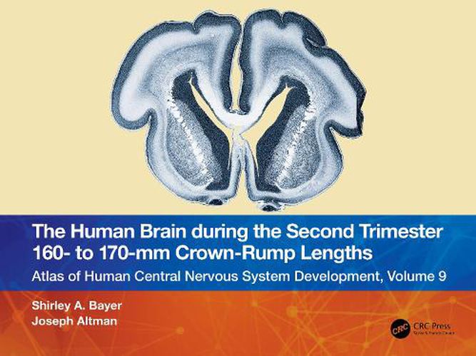 The Human Brain during the Second Trimester 160- to 170-mm Crown-Rump Lengths