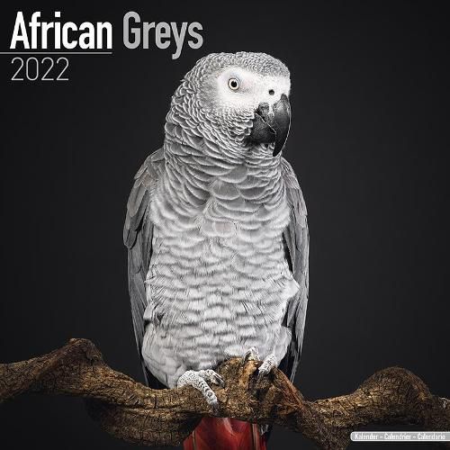 Cover image for African Greys 2022 Wall Calendar