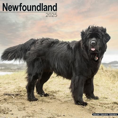 Cover image for Newfoundland Calendar 2025 Square Dog Breed Wall Calendar - 16 Month