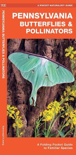 Cover image for Pennsylvania Butterflies & Pollinators: A Folding Pocket Guide to Familiar Species