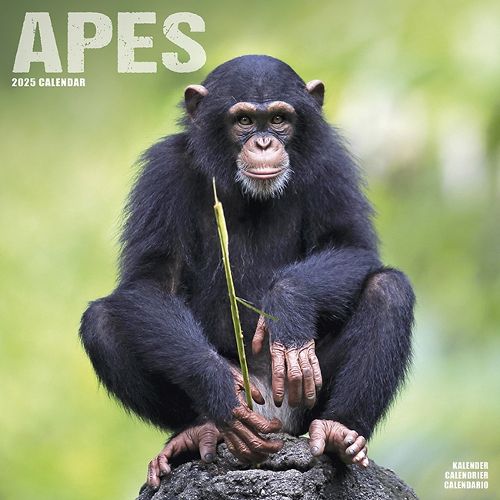 Cover image for Apes Calendar 2025 Square Animal Wall Calendar - 16 Month