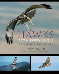 Cover image for Hawks from Every Angle: How to Identify Raptors in Flight