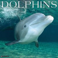 Cover image for Dolphins 2025 12 X 12 Wall Calendar